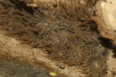 Image of Anthopleura dixoniana