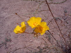 Balbisia verticillata