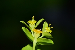 Euphorbia beamanii