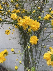 Kerria japonica