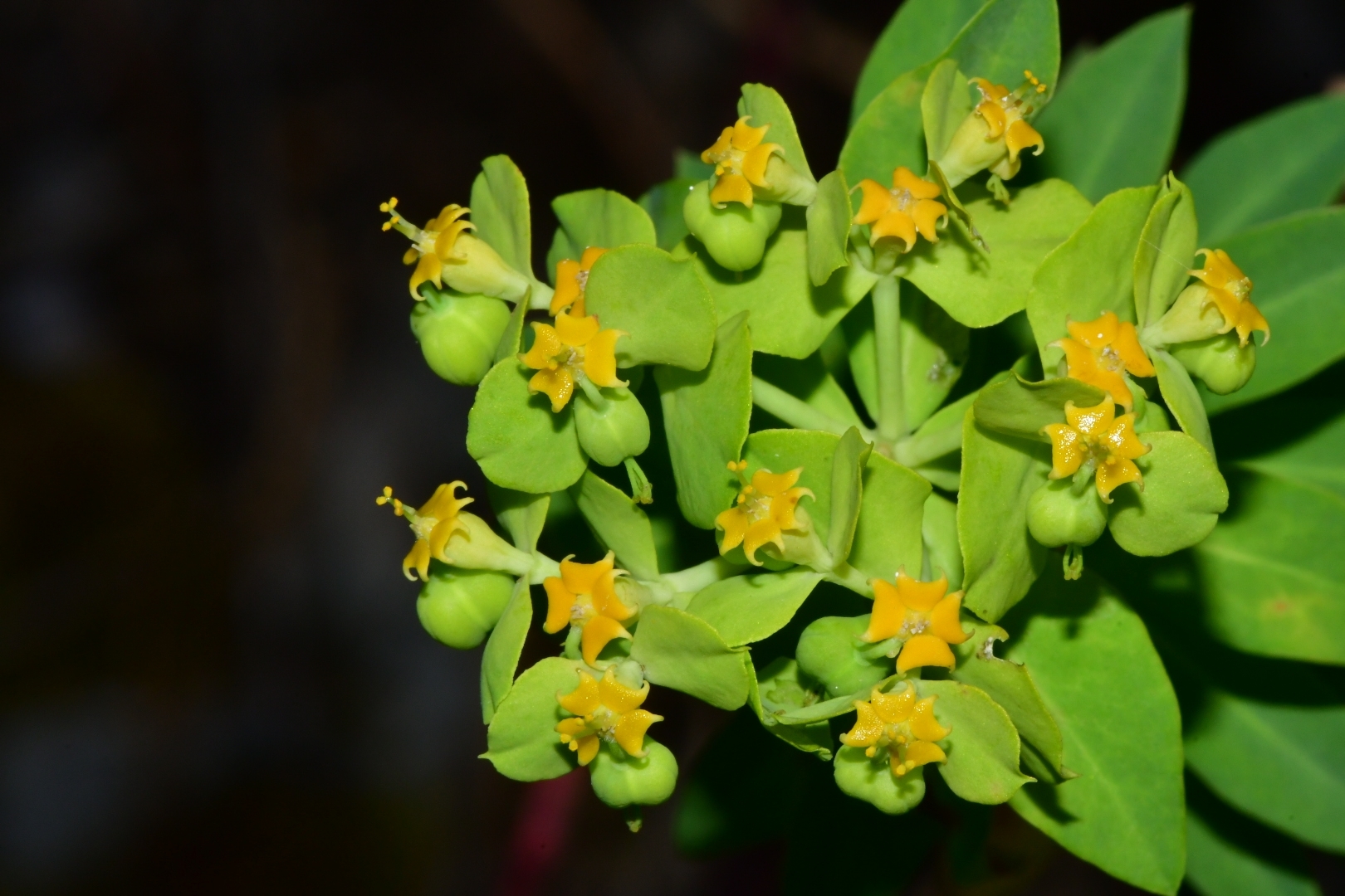 Euphorbia beamanii 2