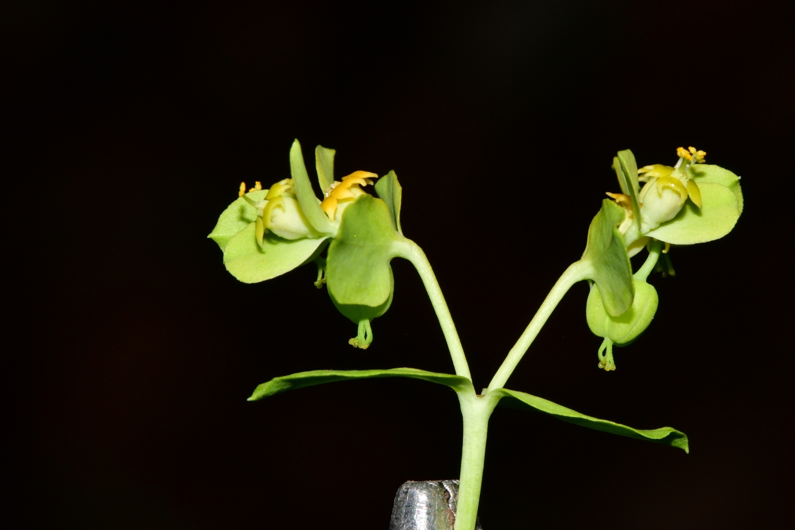 Euphorbia beamanii 3