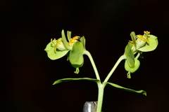 Euphorbia beamanii