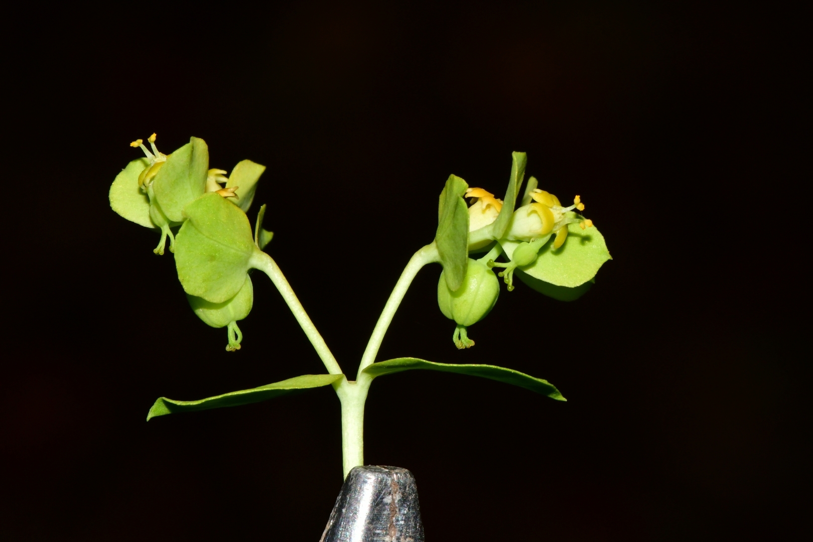 Euphorbia beamanii 4
