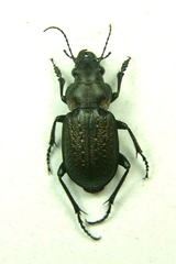 Calosoma cancellatum