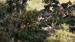 Epidendrum flexuosum