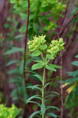 Euphorbia beamanii
