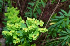 Euphorbia beamanii