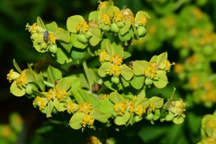 Euphorbia beamanii