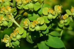 Euphorbia beamanii