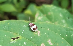 Alagoasa bipunctata