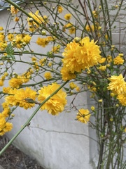 Kerria japonica