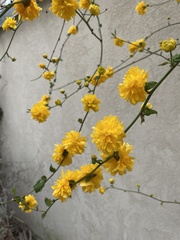 Kerria japonica
