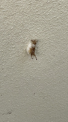 Dasychira meridionalis
