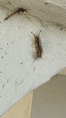 Dasychira meridionalis