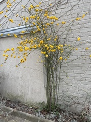 Kerria japonica