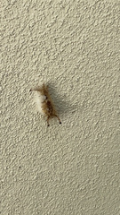 Dasychira meridionalis