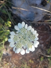 Tordylium officinale