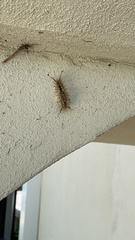 Dasychira meridionalis