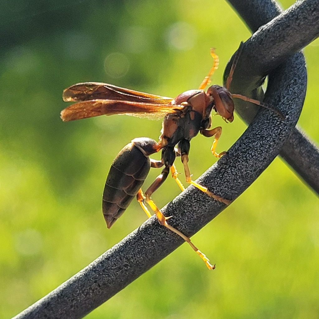 fuscatus-group Paper Wasps in April 2022 by Toga · iNaturalist