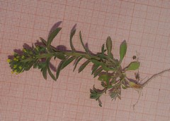 Alyssum granatense image