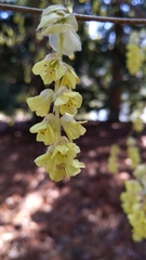 Corylopsis sinensis