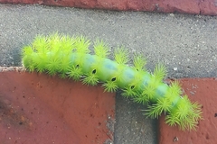 Automeris coresus