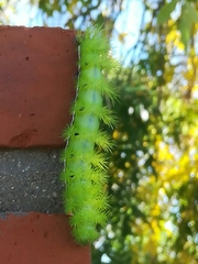 Automeris coresus