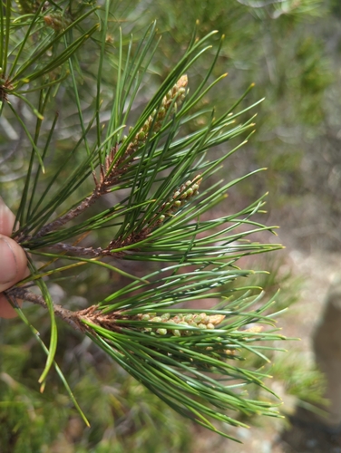 Nelson's pinyon (Pinus nelsonii)