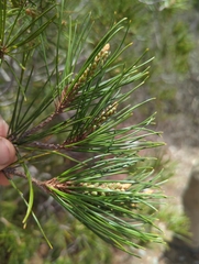 Pinus nelsonii