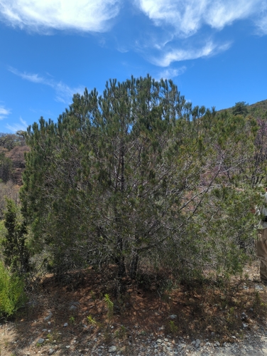 Pinus nelsonii, photograph 2