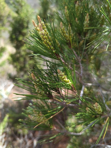 Pinus nelsonii, photograph 3