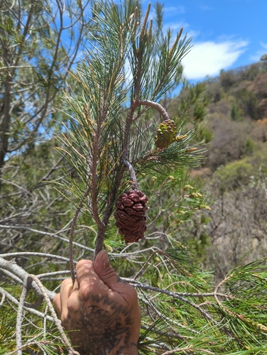 Image of Pinus nelsonii by (c) Alan Rockefeller, some rights reserved (CC BY)