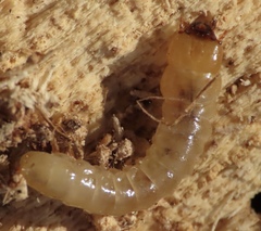 Synchroa punctata