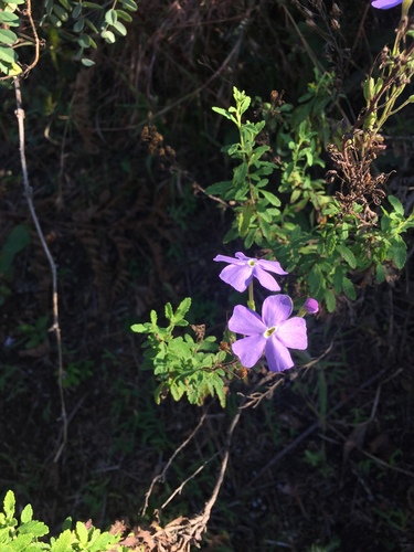 Jamesbrittenia grandiflora image