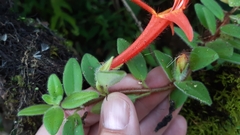 Columnea hirta