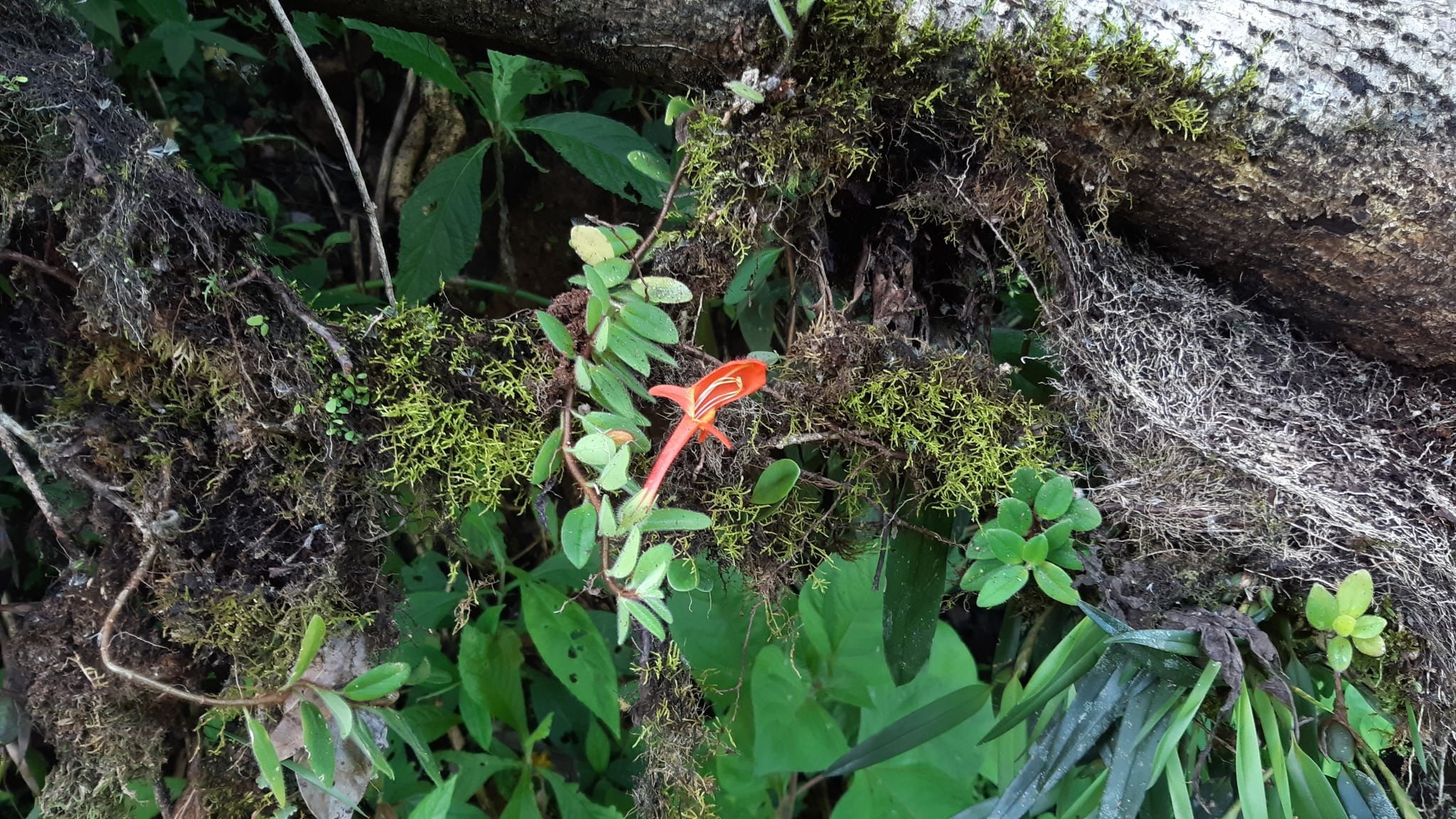 Imagem de Planta Batom