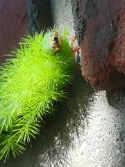 Automeris coresus