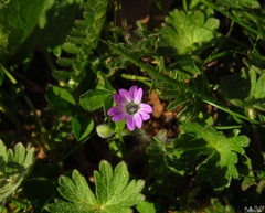 Geranium molle