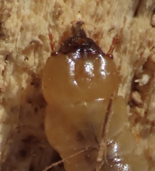 Synchroa punctata