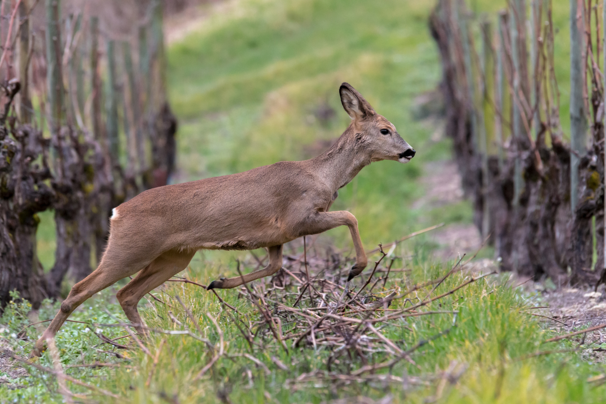 Corça (Capreolus capreolus) - cervídeo europeu