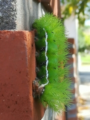 Automeris coresus
