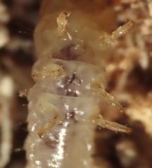 Synchroa punctata