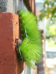 Automeris coresus