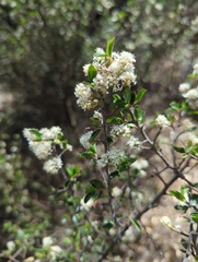 Ceanothus buxifolius