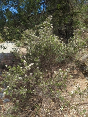 Ceanothus buxifolius