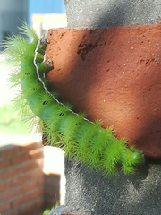 Automeris coresus