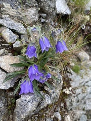 Campanula alpina