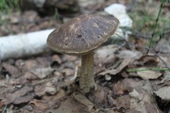 Leccinum alaskanum