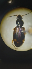 Bembidion corgenoma